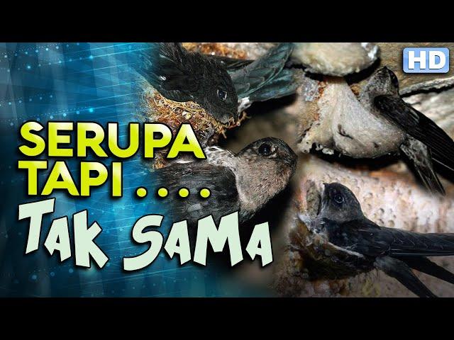 Jangan Sampai Salah! Ini Perbedaan Burung Walet dan Burung Sriti