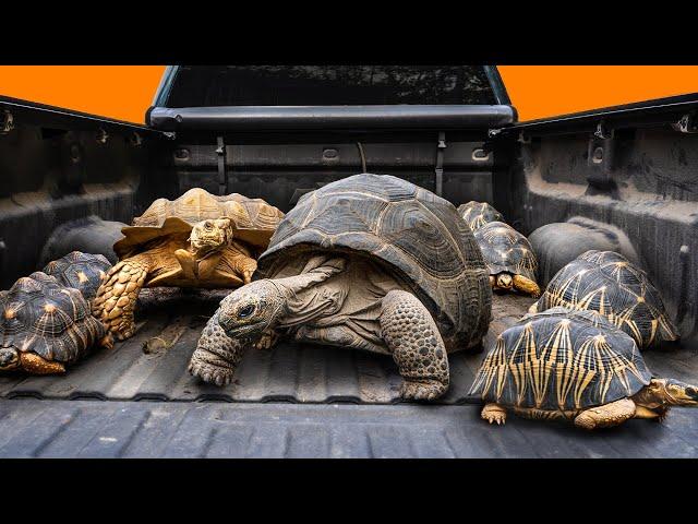 Garden State Tortoise is Moving 400 Pounds of Tortoises!