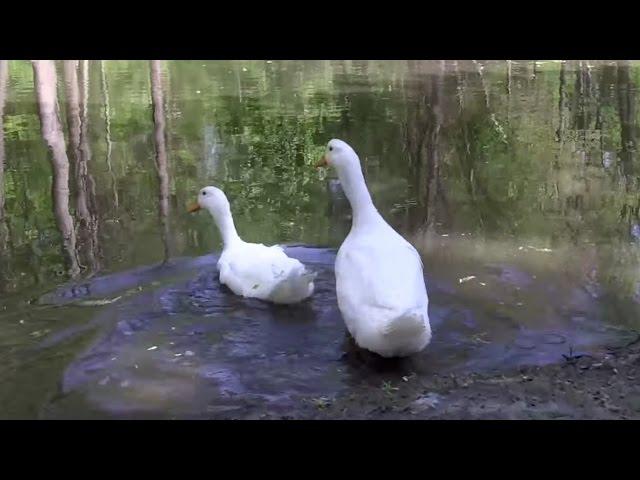 Rescued Ducklings Swim for the First Time