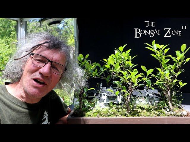 My Chinese Village Penjing, The Bonsai Zone, June 2024