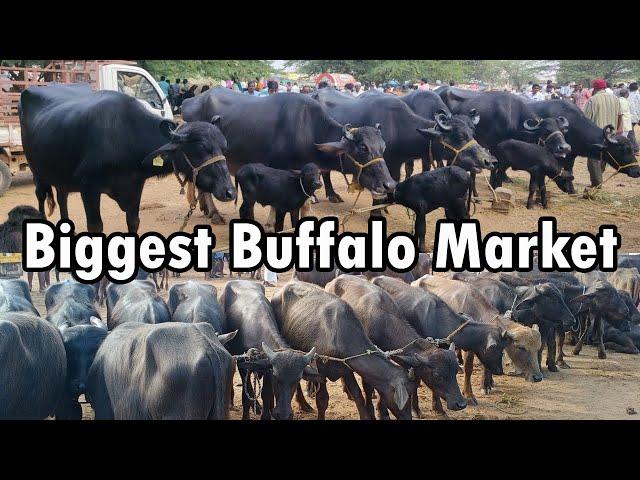 Biggest Buffalo Market Tamil Nadu | Tuesday #buffalomarket #cowmarket #cattlemarket #tamilvlog #sstv