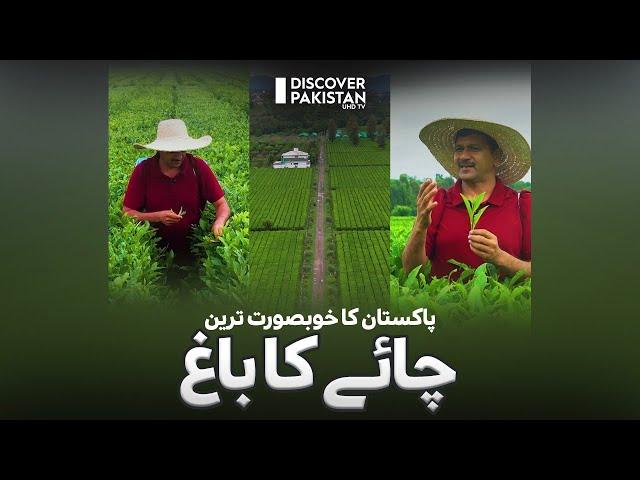 Exploring Tea Garden in Pakistan | Economic Advantages and Hidden Gems Explored | Kisan Ka Pakistan