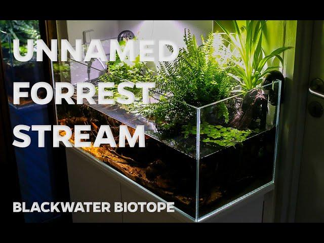 Blackwater, biotope aquarium - open top aquarium with plants above water