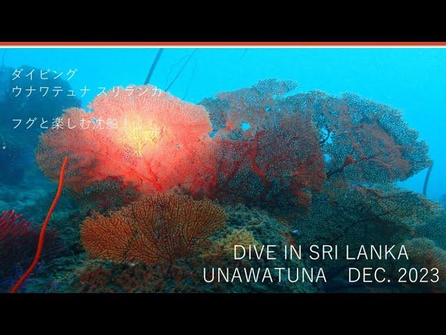 ADR Diving in Unawatuna, Sri Lanka 2023 Dec. Last dive - Wreck, Reef Diving Guided by Pufferfish 