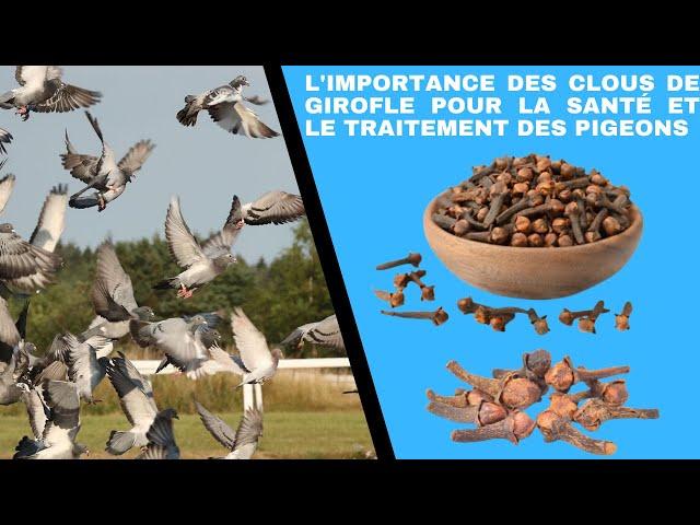 The importance of cloves for the health and treatment of pigeons