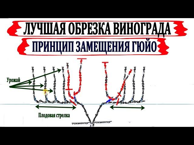  Обрезка винограда по Гюйо. Лучшая обрезка для поддержания высокого урожая и выбраной формы куста.