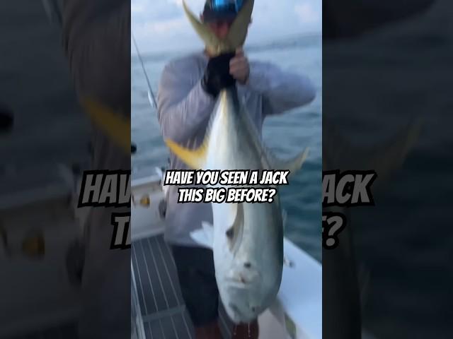 GIANT JACK CREVALLE! #fishing