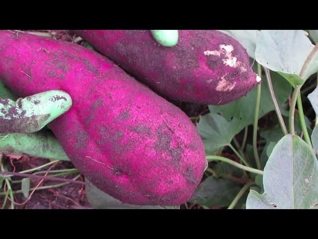 Grow and harvest of Japanese sweet potatoes