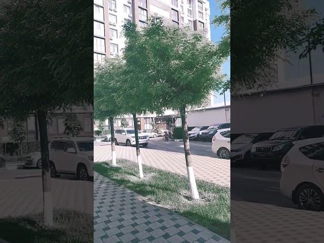 Утро во дворе нашего ЖК // Анапа, 16 мая 2025 г.