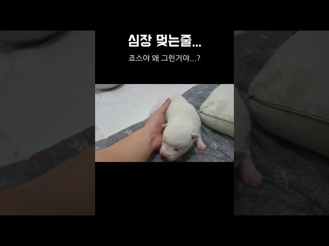 예상치못한 새끼강아지에 비상 심장멎을뻔했네