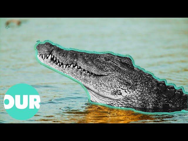 This Village Is Under Attack By Man-Eating Crocodiles | Our World