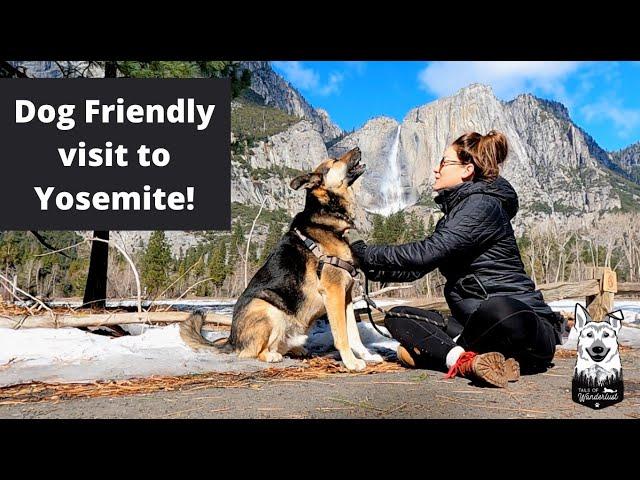 How Dog Friendly is Yosemite? | Yosemite Valley Tour | Female Solo Travel Vlog | Sponsored by Waggle