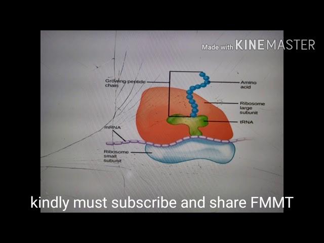 Ribosome