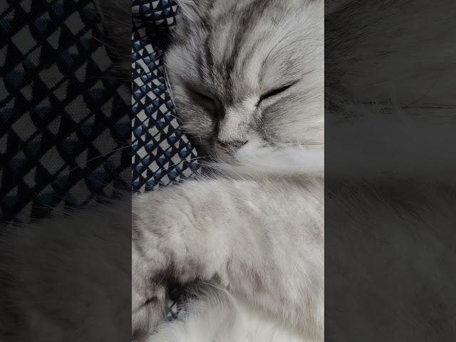 코롱코롱
