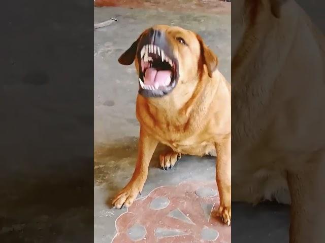 dog sound dog barking loud#shorts #viralshorts #trendingshorts