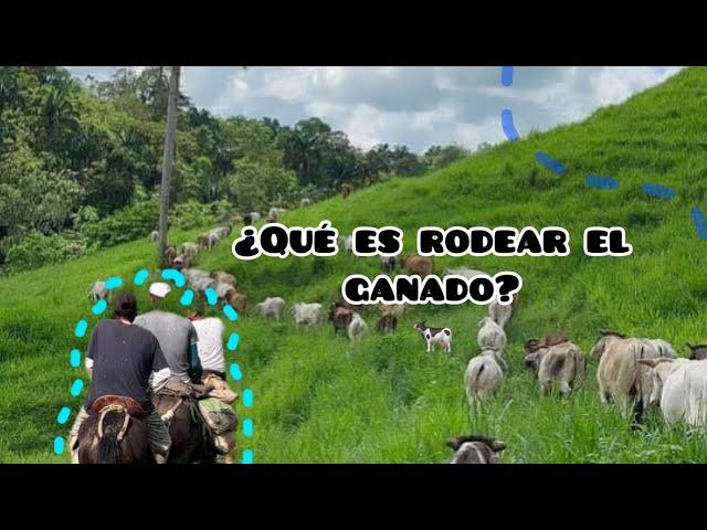 Vlog en el rancho ¿rodear ganado?