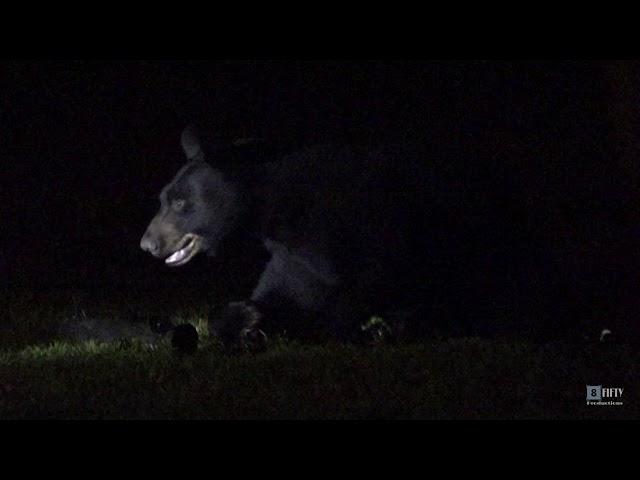 Bear in the Backyard (Santa Rosa Beach, Florida)