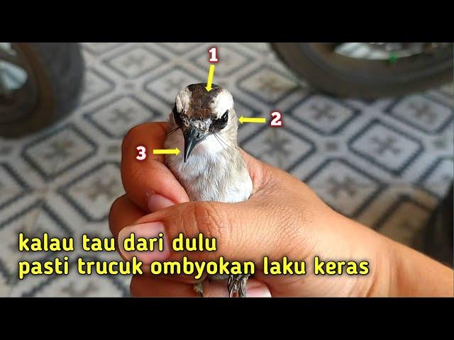 Ciri2 Burung Trucukan yang Bersuara Dahsyat dan Bermental Preman