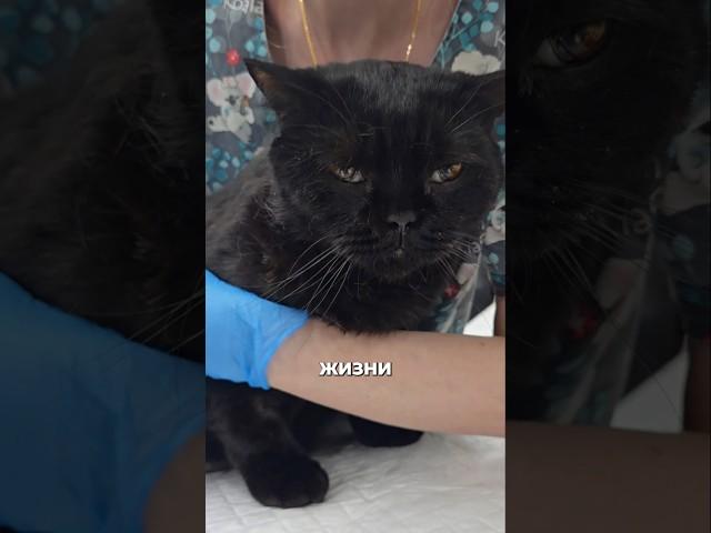 Кардинально меняем жизнь кота Кристофера! #ветеринария #ветеринар #кот #уретростомия #стома #реки