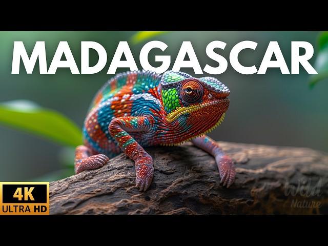 MADAGASCAR - SECRETS AND MYSTERIES OF A UNIQUE PLACE | Full Documentary