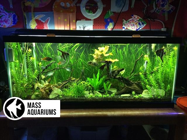 How to set up a FRESHWATER AQUARIUM: Beginners guide to your 1st Fish Tank