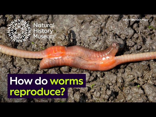 How do worms reproduce? | Surprising Science