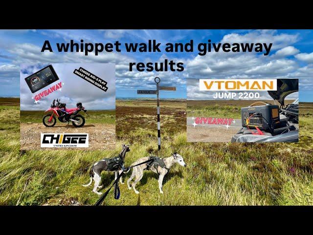 Giveaway Results on a Whippet walk 