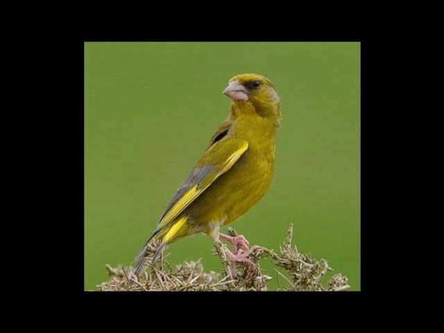 Canto verderon - greenfinch singing - chant de verdier