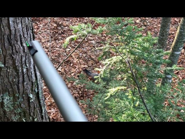 Grey Fox (Muzzleloader season)