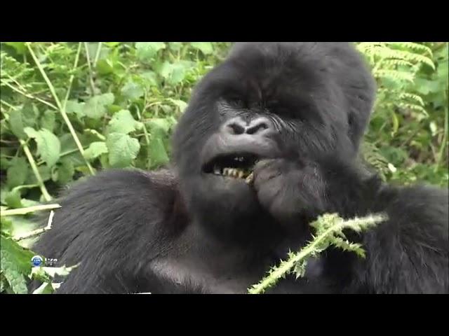 Дикая природа  Семейные узы Западная равнинная горилла Wild Life Family Ties Western Lowland Gorilla