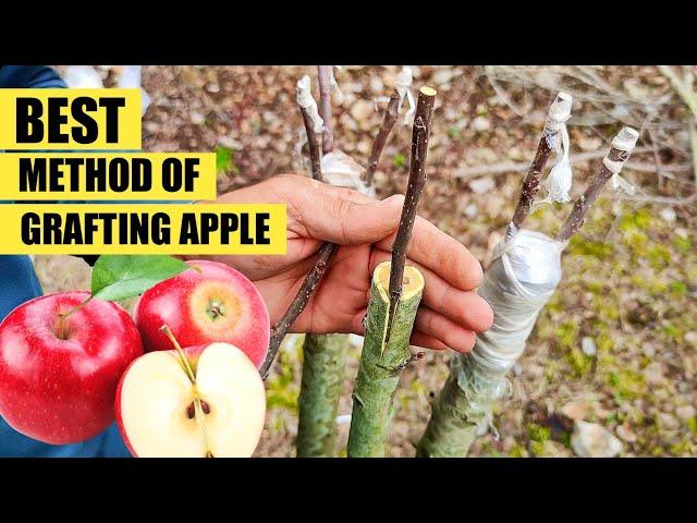 How to graft an apple tree | Grafting apple | apple Grafting technique