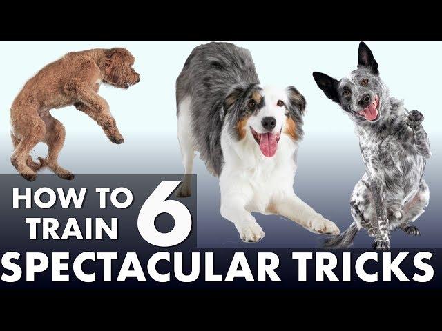 6 Impressive Dog Tricks That Are Easier Than You Think!