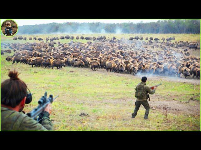 How Hunters And Farmers Deal With Millions Of Wild Boars, Deer, Bear Collection 5