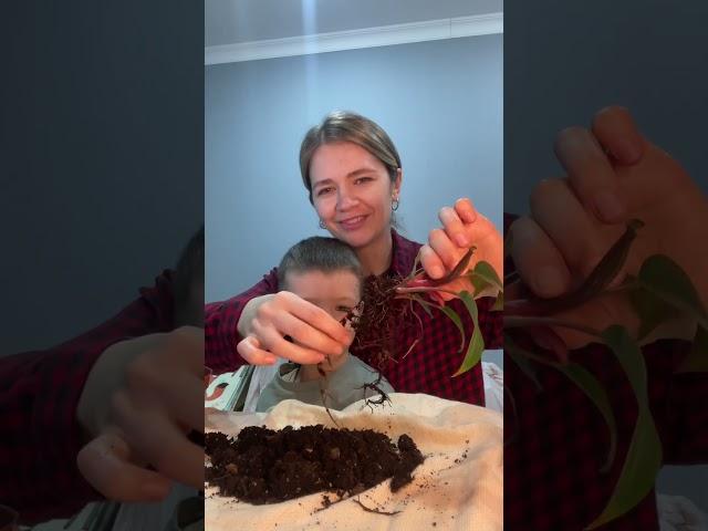 Спасаем филодендрон пинк принцесс. Через месяц покажем промежуточный результат