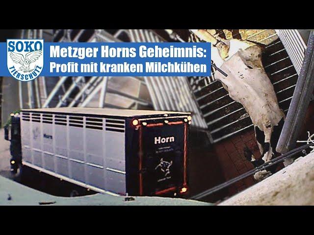 Metzger Horns Geheimnis: Profit mit kranken Milchkühen// SOKO Tierschutz e.V.