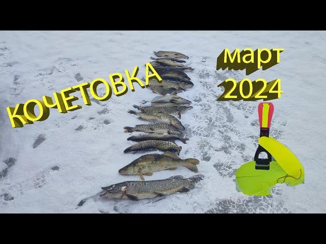 Ловим щуку в марте на жерлицы в Кочетовке.