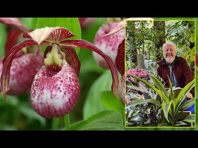 ORCHIDÉES RUSTIQUES POUR LE JARDIN : NOTRE CHOIX D’ESPÈCES ET CONSEILS… Le Quotidien du Jardin N°290