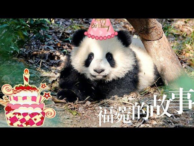 2023.08.29 FuWan is one year old, this is a story about FuWan️ #PandaFuWan