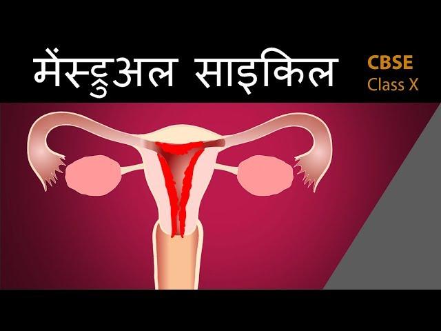 #मेंस्ट्रुअल cycle in hindi |How do organisms | 10th |biology | ncert class 10 | cbse science