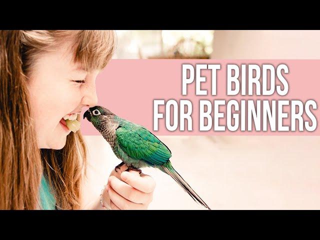 7 Best Pet Birds for Beginners