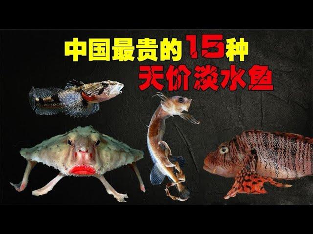 中国最贵的15种天价野生淡水鱼，第一名高达50万，你吃过哪几种？