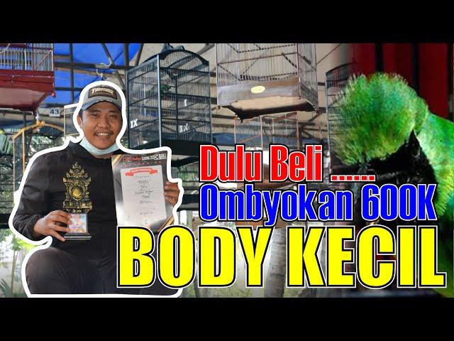 BELI OMBYOKAN CUCAK IJO KINI KONCER DI GANTANGAN - BONGKAR SETTINGAN CUCAK IJO BODY KECIL By HoBi ID