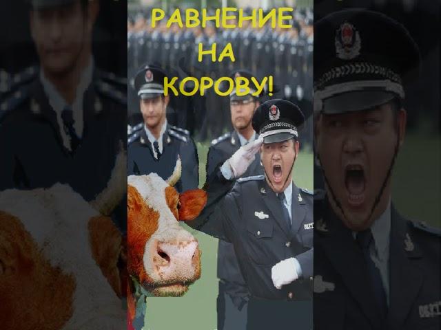 РАВНЯЙТЕСЬ НА КОРОВУ!