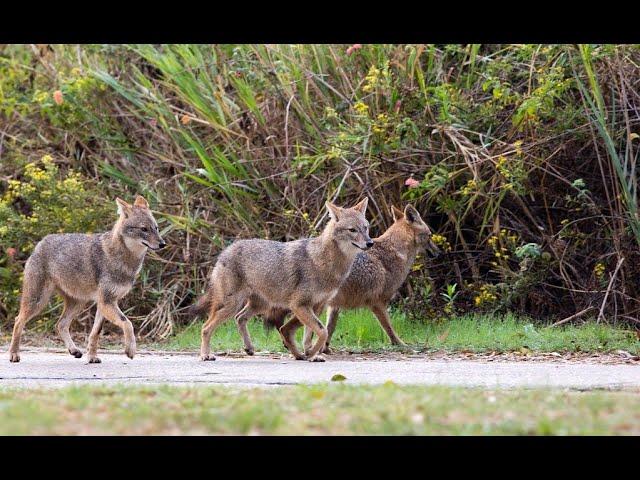 "Golden Jackal: Europe’s New Predator Explained"