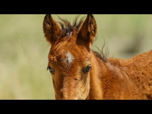 Wild Horses of Mono County, California Part 1