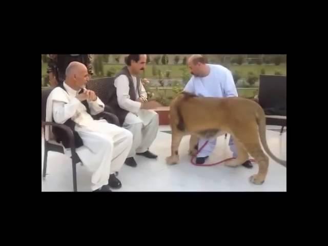اشرف غنی و شیر- Ashraf Ghani & lion