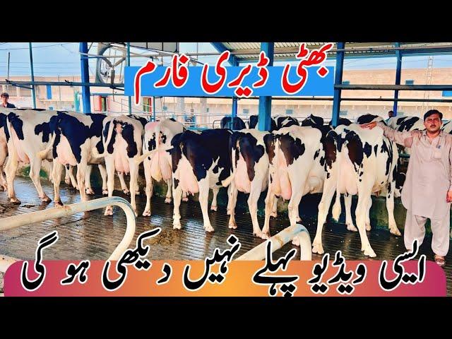 Bhatti Dairy Farm | imported cows And Australian Cows | Top class cows | 6 September 2024