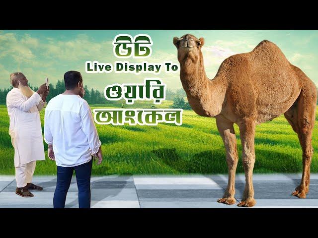 উট Live Display To ওয়ারি আংকেল | Sadeeq Agro Live Sold 2024 | Gabtoli Gorur Haat  | The Taste Ranger