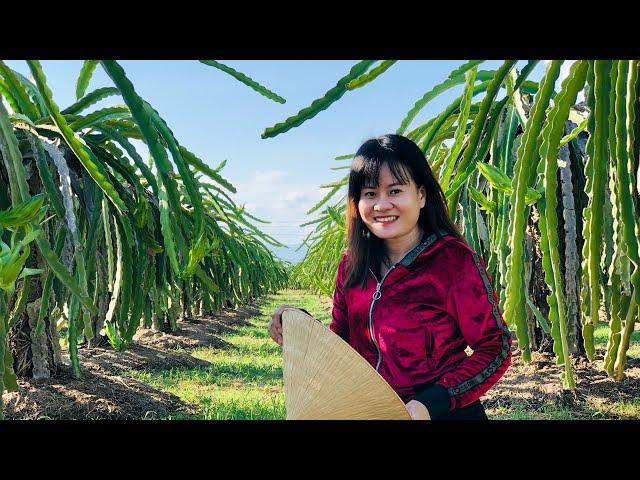 Cách Trồng Thanh Long Bằng Phương Pháp Giâm Cành | How To Grow Dragon Fruit Trees