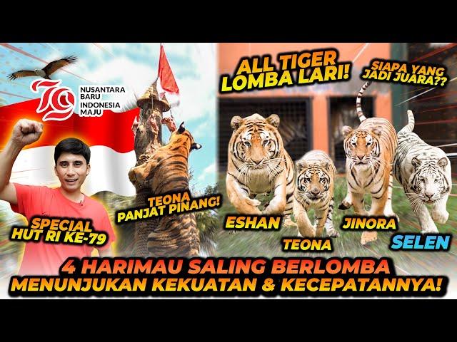 4 HARIMAU IKUT LOMBA SPECIAL 17 AGUSTUS ! MERDEKA !!